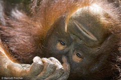 Orang Utan  - Zum Vergroessern klicken!